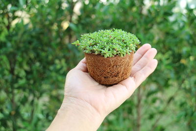 Cropped hand of woman holding potted plant