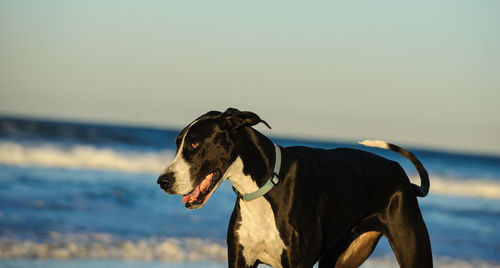 Dog on beach against sky