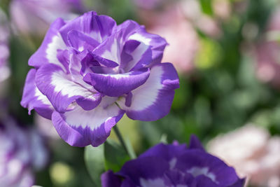 Close-up of purple flowering plant