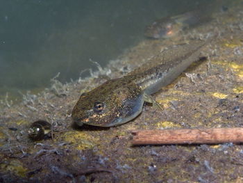 Tadpole with snail