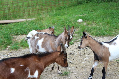 Goats on a field