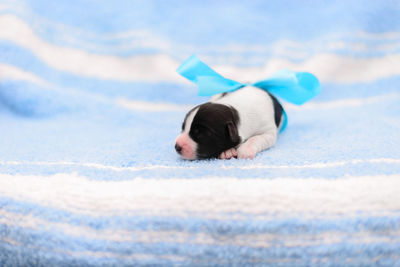 Close-up of a dog on white surface