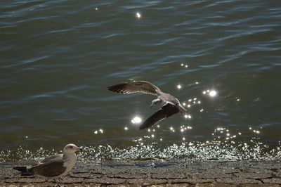 Bird in water