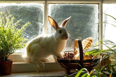 Cute white bunny rabbit sitting next to a sun lit window.