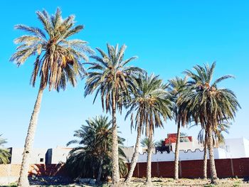 Low angle view of palm trees against clear blue sky