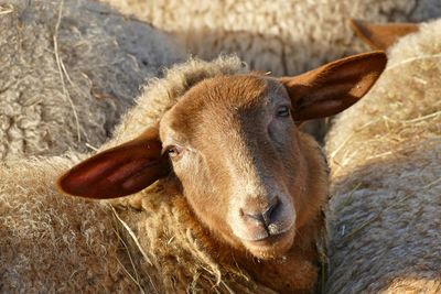 Close-up of sheep