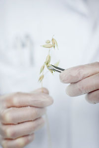 Scientist holding wheat ear with tweezers