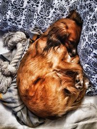 High angle view of dog sleeping on bed at home