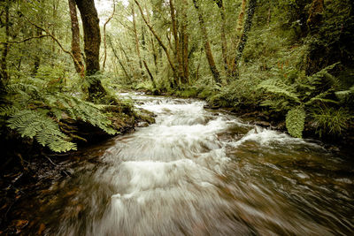 Stream flowing amidst trees in forest