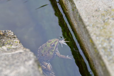 High angle view of frog in water