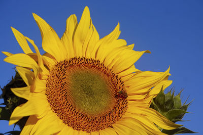 Close-up of yellow sunflower against sky