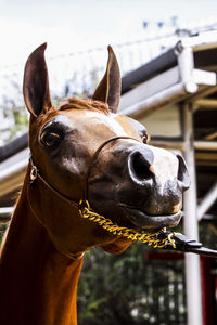 Close-up of a horse