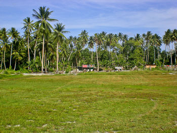 Palm trees on field against sky