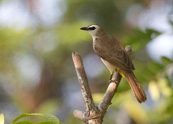 Close-up of bird perching on tree