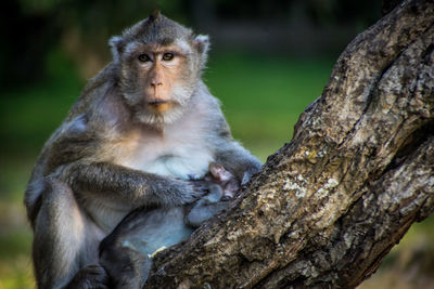 Ape in angkor