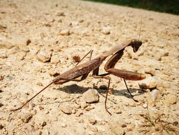 Close-up of grasshopper