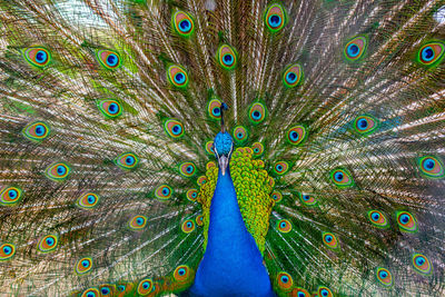 Close-up of peacock