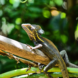 Close-up of a lizard on tree