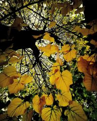 Low angle view of yellow flowers on tree