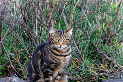 Portrait of tabby sitting by plants