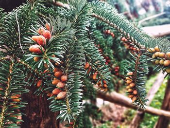 Close-up of pine tree