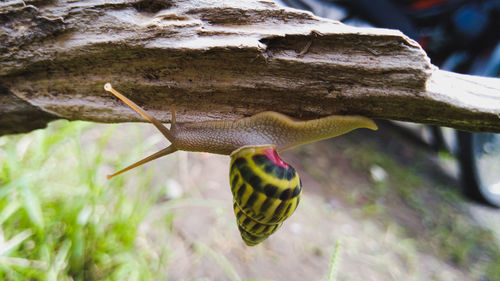 Close-up of snail