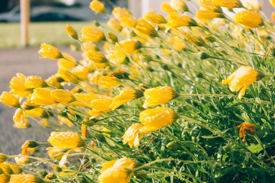 Close-up of yellow flowering plants