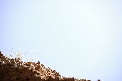 Low angle view of plants against clear sky