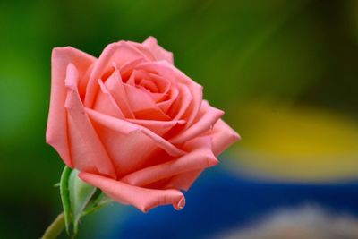 Close-up of pink rose