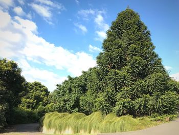 Low angle view of tree in forest against sky