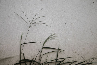 Close-up of plant on sand