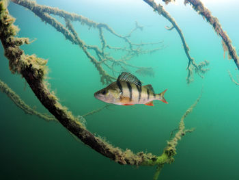 Close-up of fish swimming in sea