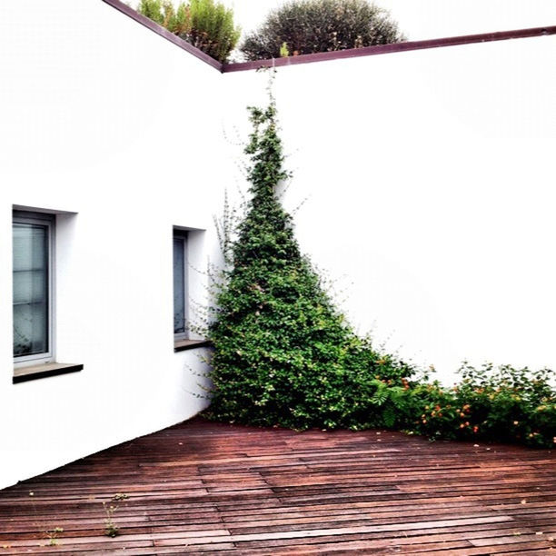 built structure, architecture, clear sky, building exterior, tree, house, plant, growth, potted plant, no people, sunlight, nature, green color, day, residential structure, wall - building feature, outdoors, copy space, green, wall