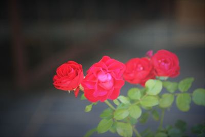 Close-up of pink rose blooming outdoors