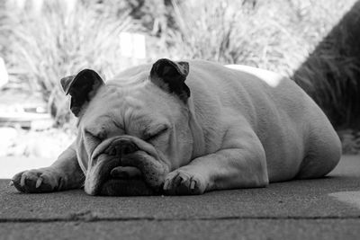 Close-up of a dog resting