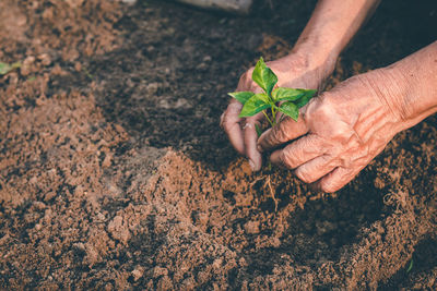 High angle view of hand holding plant
