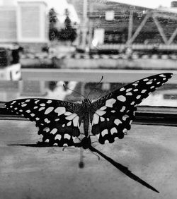 Close-up of butterfly on leaf