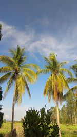 Low angle view of palm trees against sky