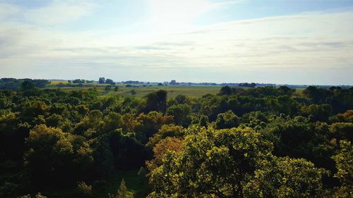 Plants growing on land against sky