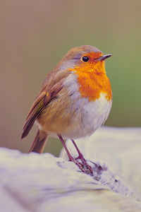 Close-up of bird perching