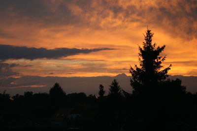 Silhouette of tree at sunset