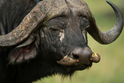 Close-up of cape buffalo with two oxpeckers