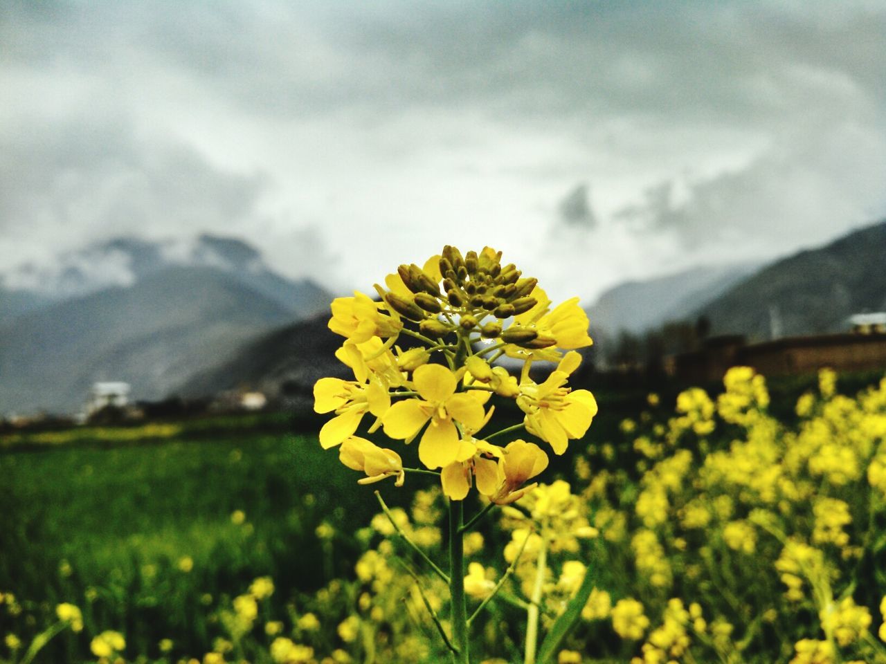 flower, yellow, freshness, growth, beauty in nature, field, fragility, sky, nature, focus on foreground, landscape, rural scene, plant, cloud - sky, blooming, agriculture, tranquil scene, tranquility, flower head, in bloom