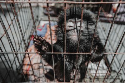 Close-up of monkey in cage