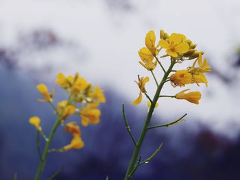 Close-up of yellow flowers blooming against sky