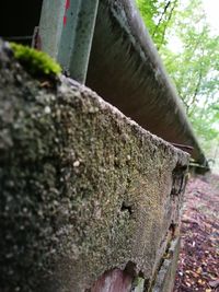 Low angle view of tree trunk in forest