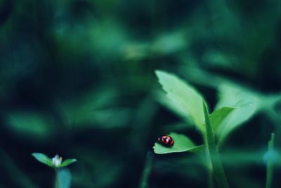 Close-up of ladybug on leaf