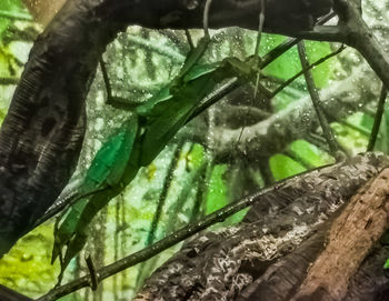 Close-up of lizard on tree