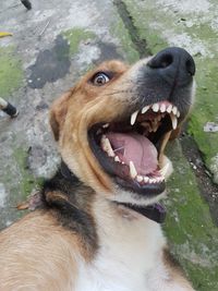 Close-up of dog looking away