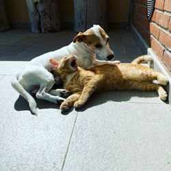 High angle view of a dog resting